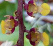 Bulbophyllum_falcatum