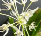 Bulbophyllum_grandiflorum