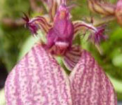 Bulbophyllum_miniatum
