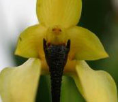 Bulbophyllum_taiwanense