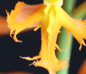 Epidendrum_cinnabarinum